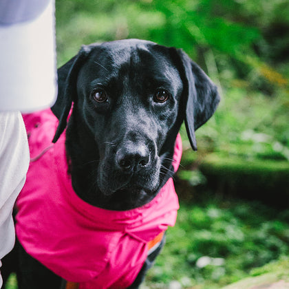 Dog Coats Small Waterproof,Warm Outfit Clothes Dog Jackets Small,Adjustable Drawstring Warm And Cozy Dog Sport Vest-（pink，size XL）